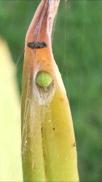 Image de Araneus detrimentosus (O. Pickard-Cambridge 1889)