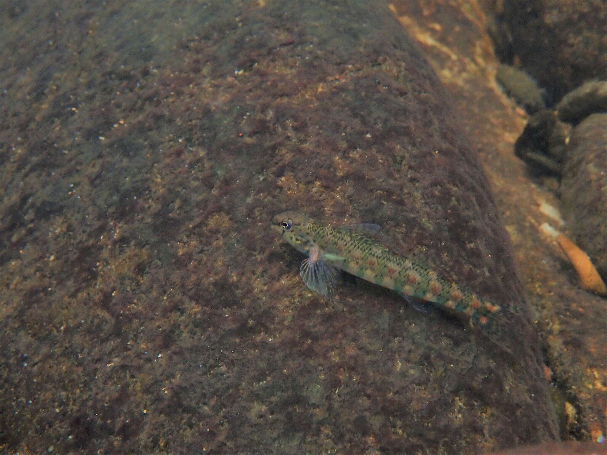 Imagem de Etheostoma brevirostrum Suttkus & Etnier 1991