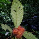 Sivun Sloanea guapilensis Standl. kuva