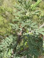 Image of Vachellia robbertsei (P. P. Sw.) Kyal. & Boatwr.