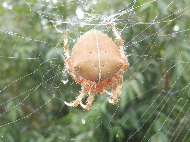 Image de Araneus gemma (McCook 1888)