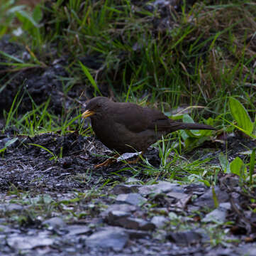 Plancia ëd Turdus chiguanco d'Orbigny & Lafresnaye 1837