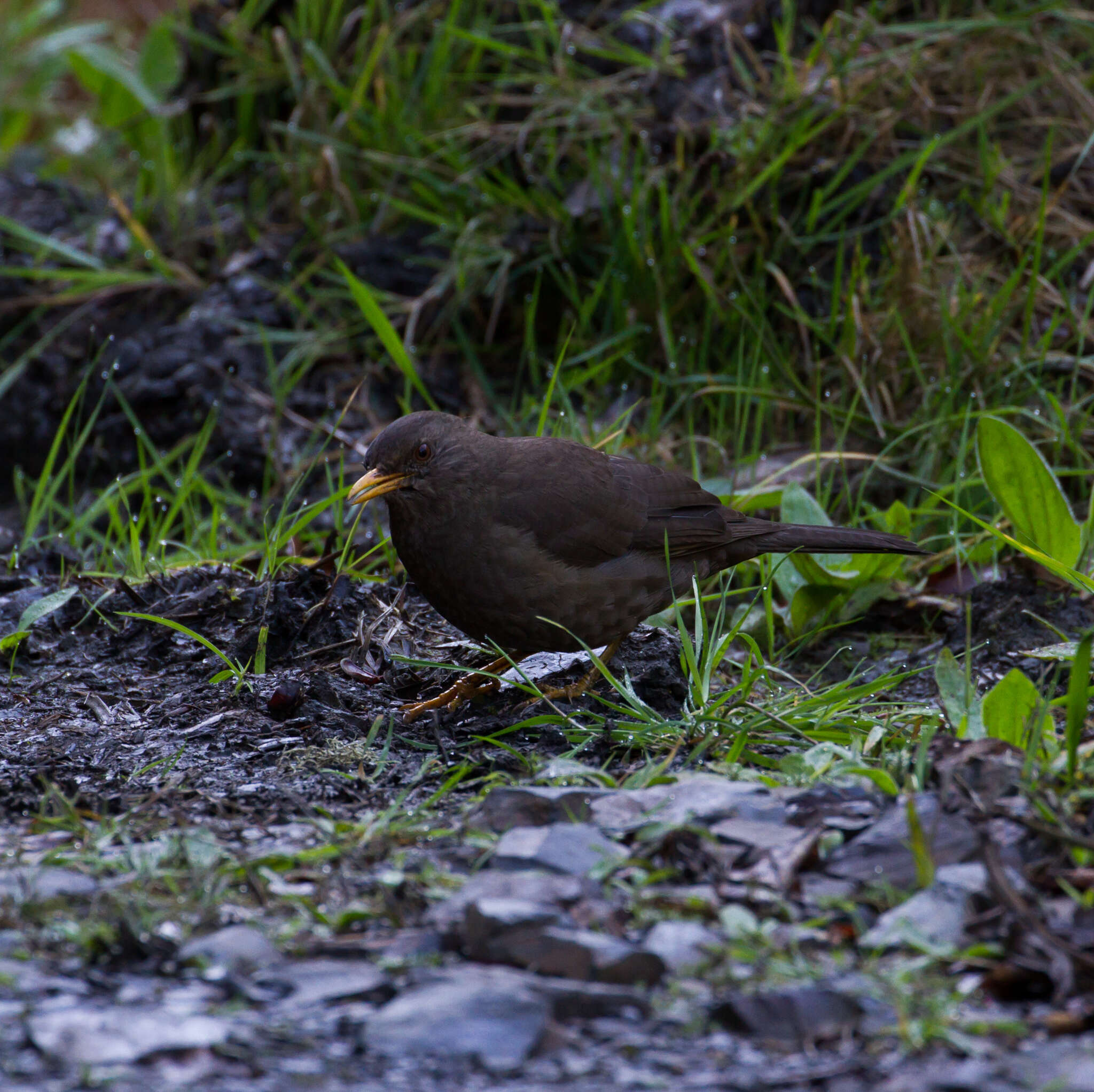 Turdus chiguanco d'Orbigny & Lafresnaye 1837 resmi