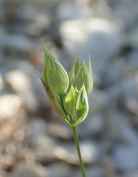 Image of Bupleurum baldense Turra