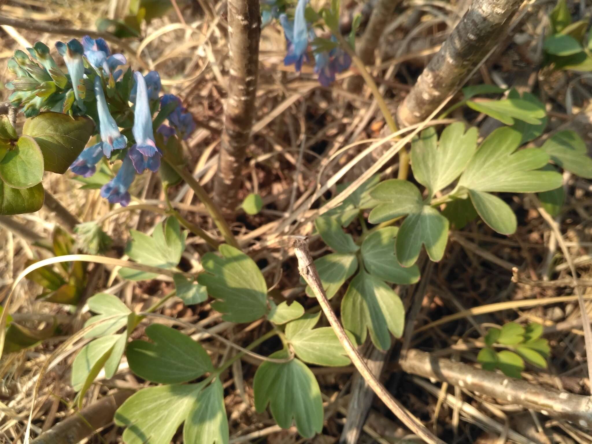 Imagem de Corydalis turtschaninovii Bess.