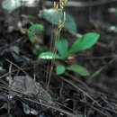 Image of parasitic ghostplant