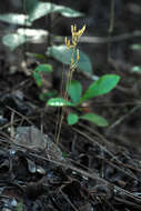 Image of parasitic ghostplant