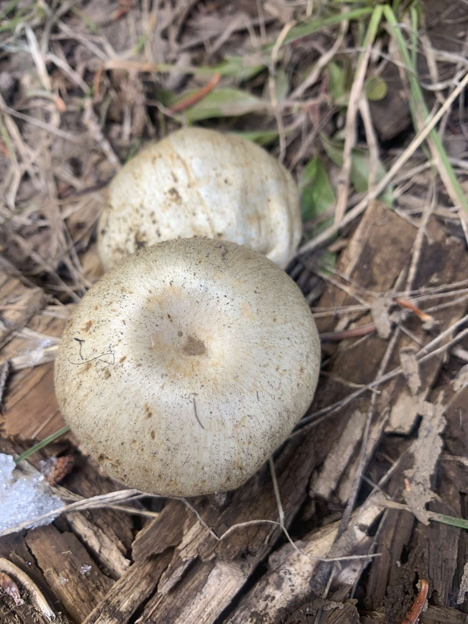 Image of Pholiota nubigena (Harkn.) Redhead 2014