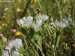 Imagem de Limonium thouinii (Viv.) O. Kuntze