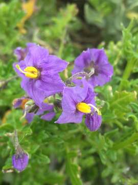 Image of Solanum pinnatum Cav.