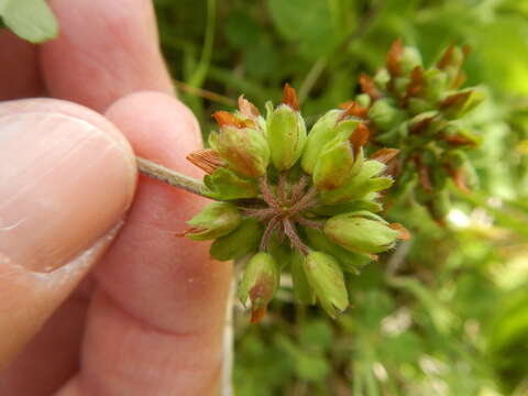 Trifolium bejariense Moric.的圖片