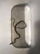 Sivun Pseudalsophis elegans (Tschudi 1845) kuva