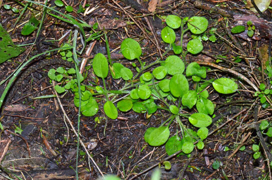 Image of Myosotis spathulata Forst. fil.