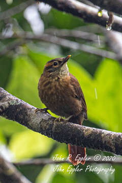 Image of Scaly-throated Foliage-gleaner