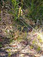 Image de Drosera filiformis Raf.