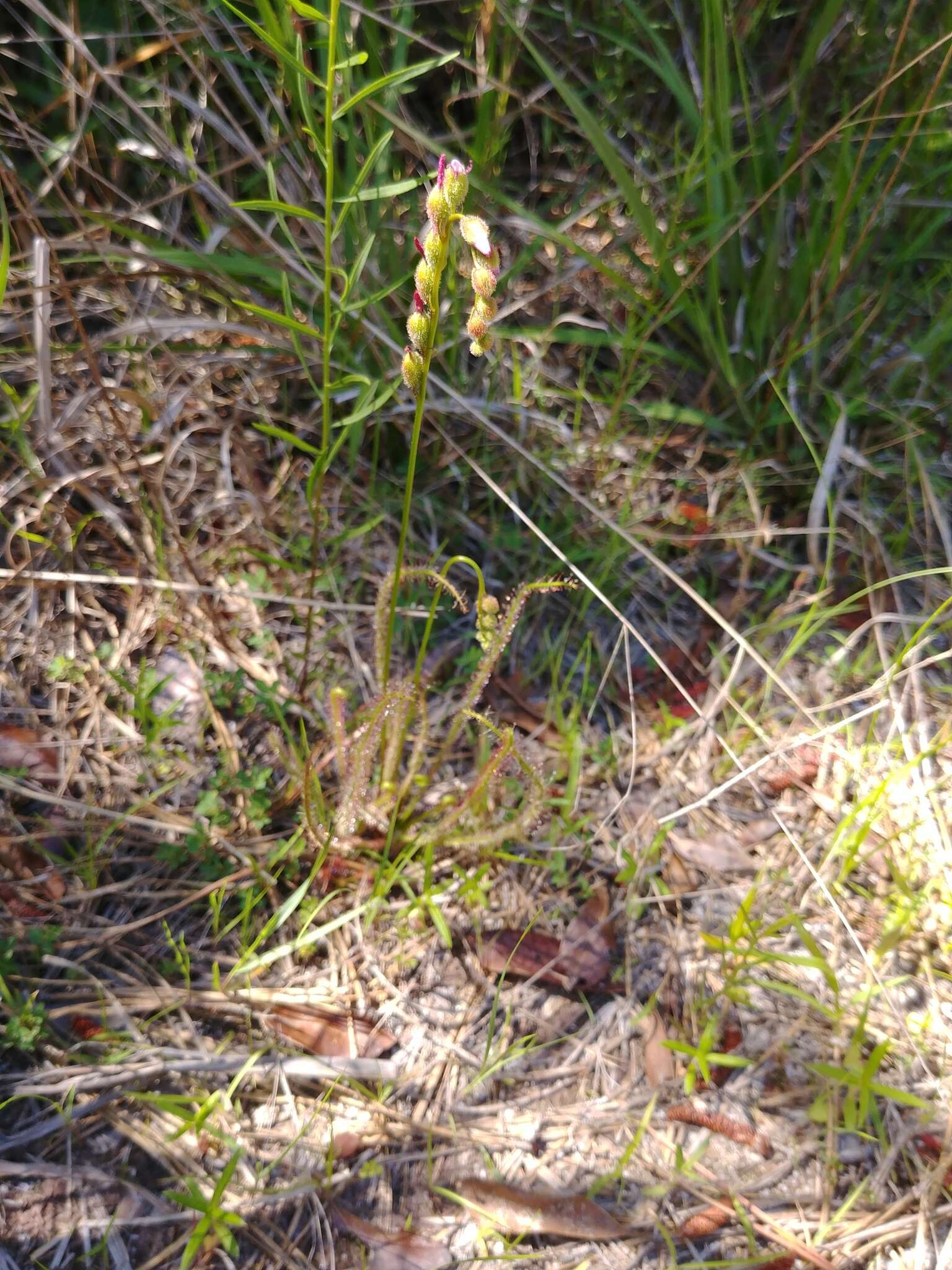 Image de Drosera filiformis Raf.