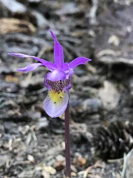 Image of fairy slipper