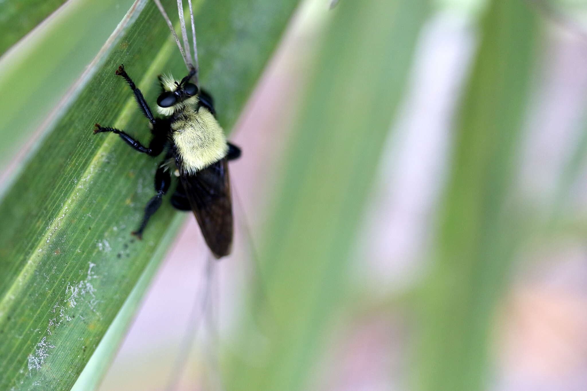 Image of Laphria virginica (Banks 1917)