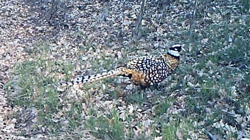 Image of Reeves's Pheasant