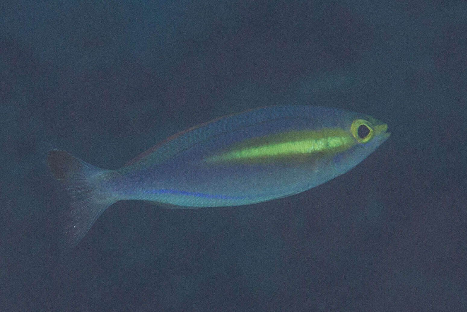 Image of Goldstripe whiptail