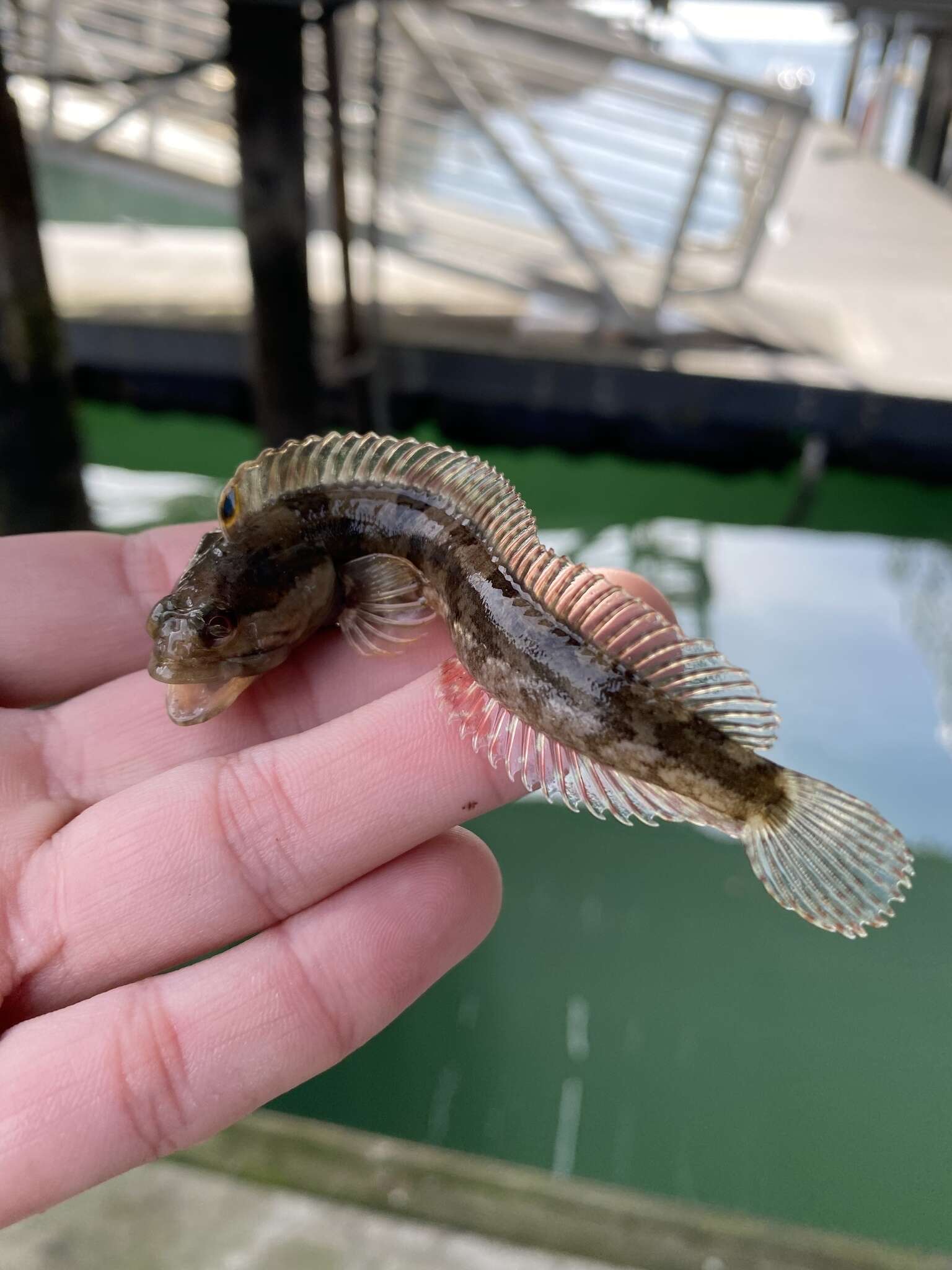 Image of One-Spot Fringehead