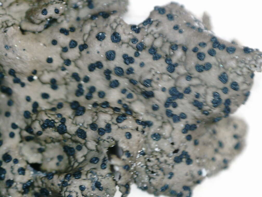 Image of navel lichen