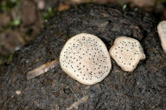 Image of Poronia erici Lohmeyer & Benkert 1988