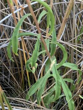 Image of Nevada Goldenrod