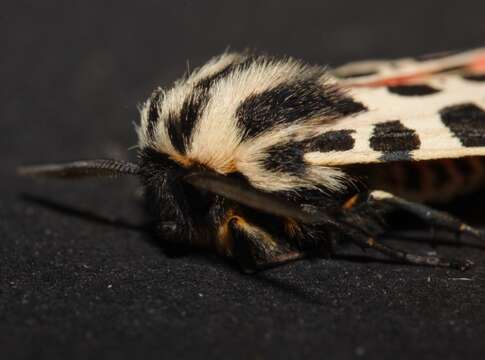 Image of Grammia geneura Strecker 1878