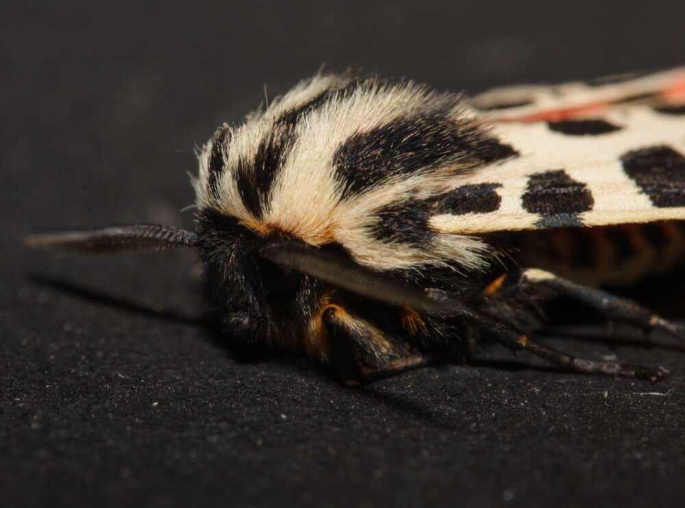 Image of Grammia geneura incorrupta Edwards 1881