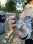 Peromyscus gossypinus (Le Conte 1853)的圖片