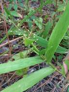 Panicum sphaerocarpon Elliott resmi