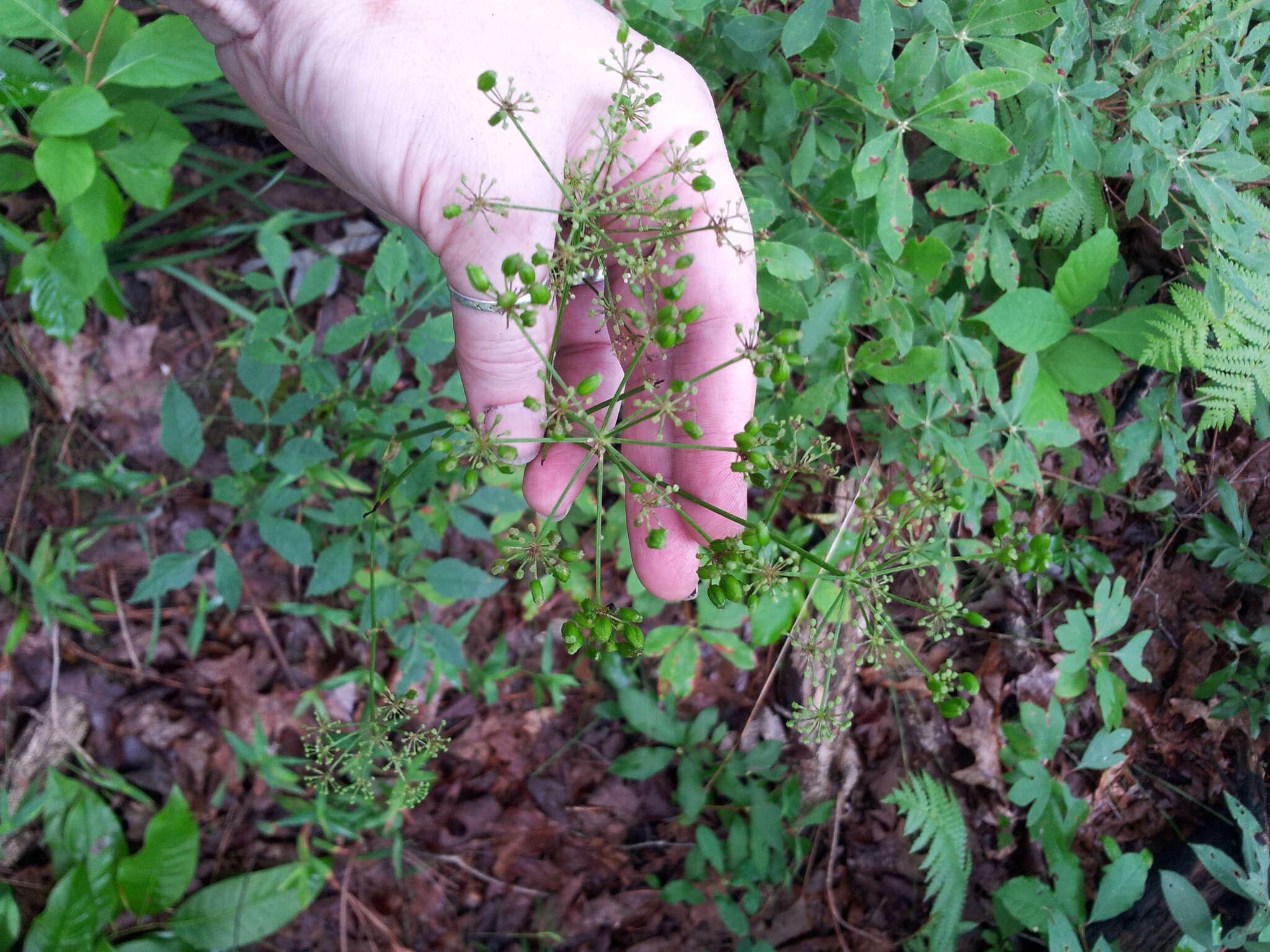 Image of Canadian Wild Lovage