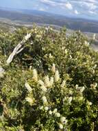 Image of Orites lancifolia F. Müll.