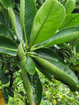 Image of Fagraea berteroana A. Gray ex Benth.