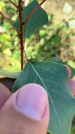 Image of poplar leaf-rolling weevil