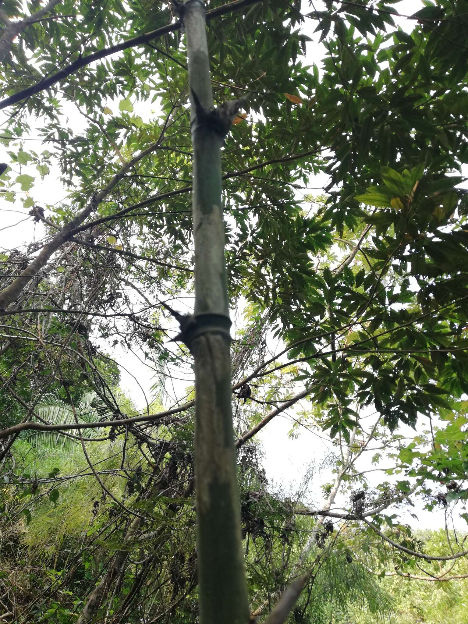 Image of American long-leaved bamboo