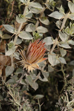 Image of Chuquiraga spinosa D. Don