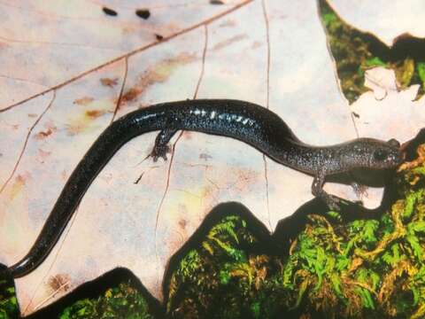 Image of Northern Ravine Salamander