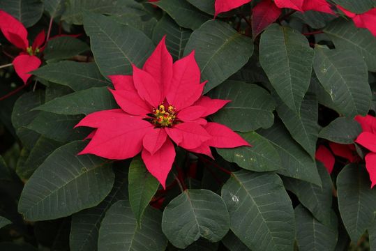 Image of poinsettia