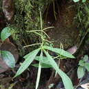 Image of Peperomia lancifolia Hook.