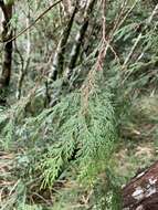 Image of Formosan Cypress