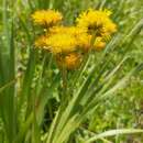 Image of Berkheya umbellata DC.