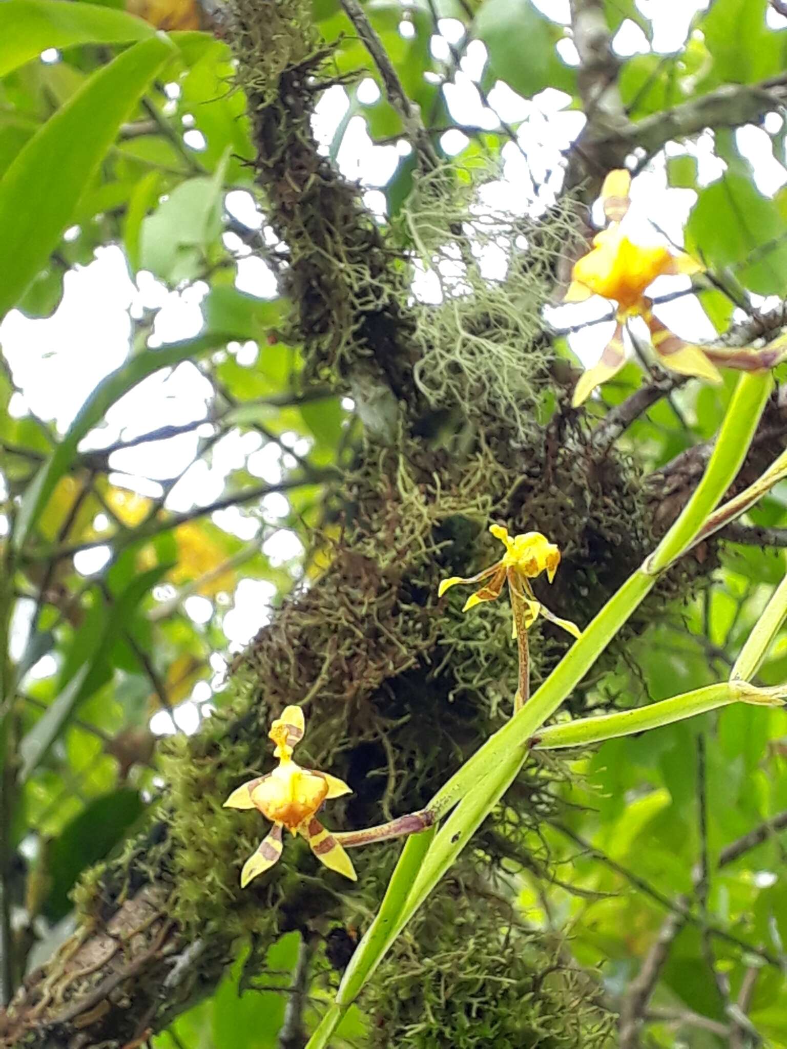 Image of winged-lady orchid