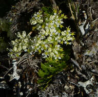 Imagem de Anisotome aromatica Hook. fil.