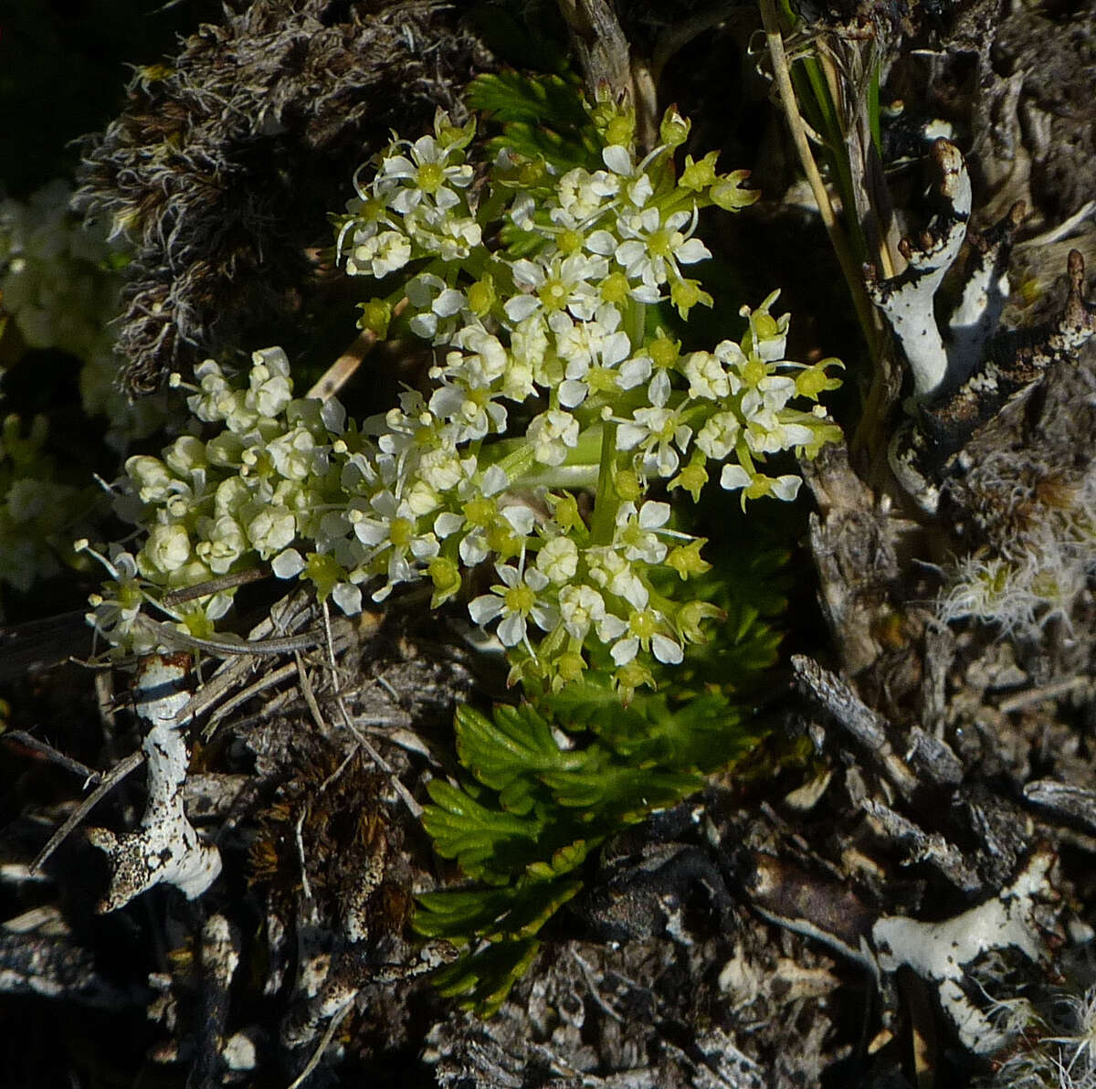 Imagem de Anisotome aromatica Hook. fil.