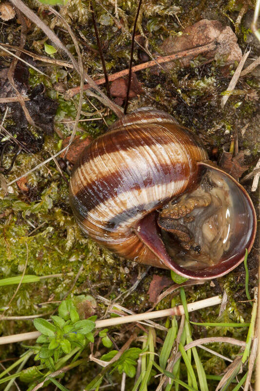 Image of lucorum helix