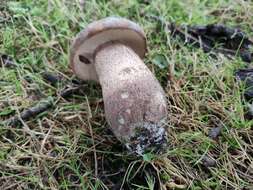 Image of Leccinum duriusculum (Schulzer ex Kalchbr.) Singer 1947