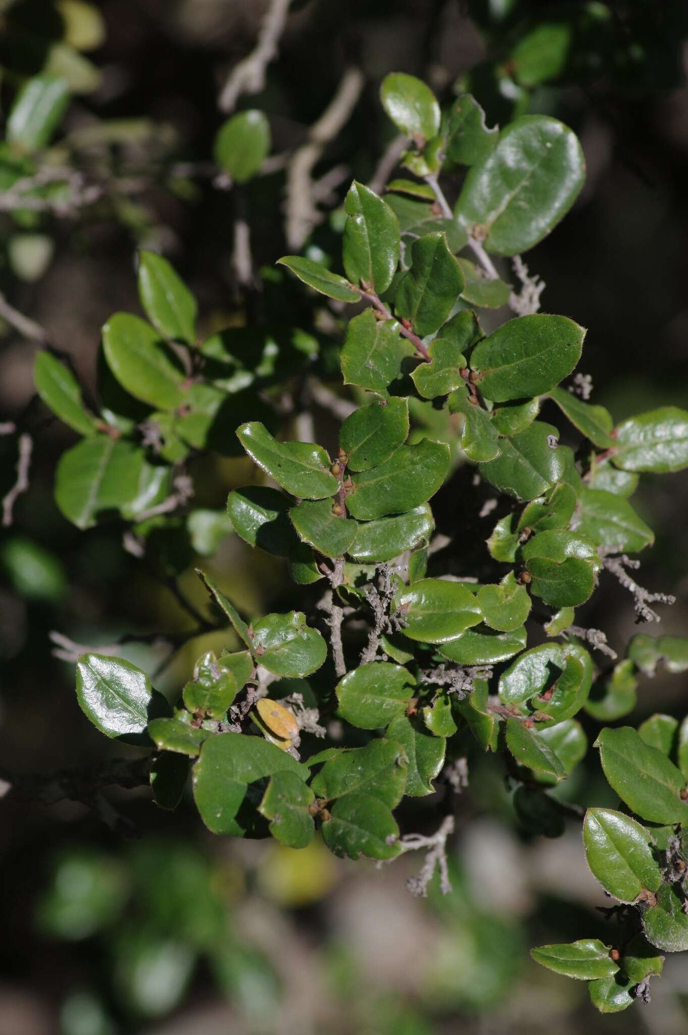 Image of Diospyros scabrida (Harv. ex Hiern) De Winter