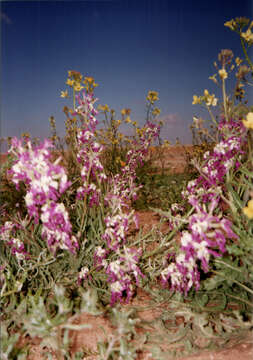 Image of night scented stock